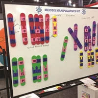 Meiosis