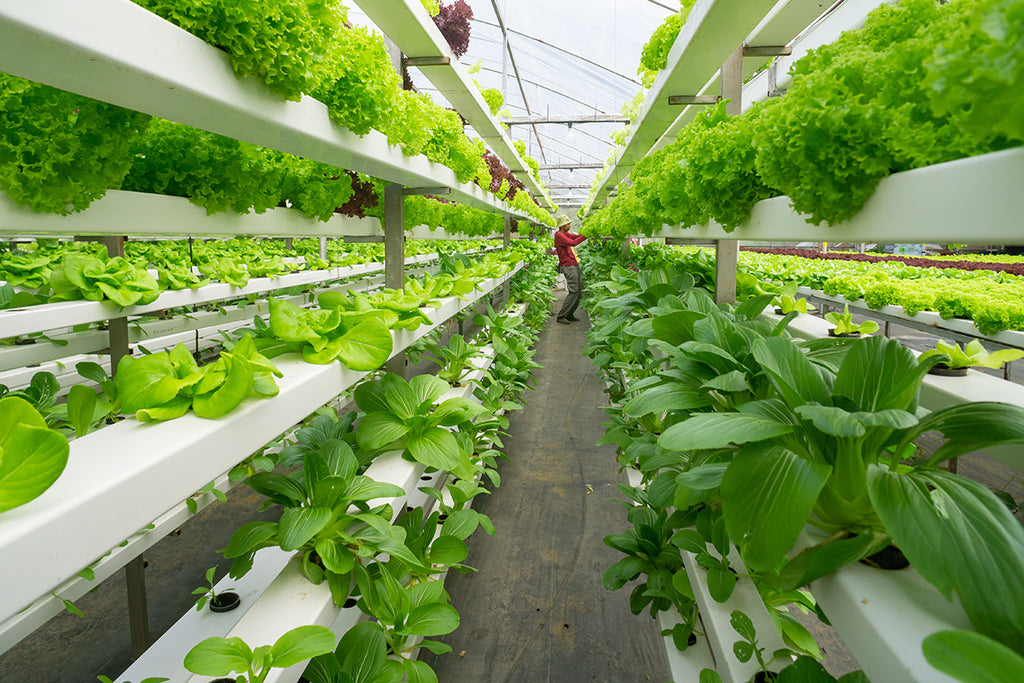 Agriculture and Cultivation