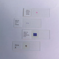 Involuntary Smooth Muscle, Ls & Cs - 100-79