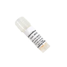 E. Coli Jm101 Freeze Dried Culture W/O Transfer Media -IS3807