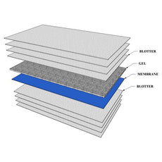 Dried blood spot, ultra purity cotton paper card 3x4 inch, research only, 50 pack - DBSV1-002