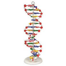 Dna Model, Pre-Assembled - DNAM01