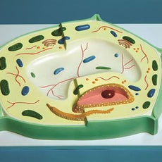 Plant Cell Model - MBPC01